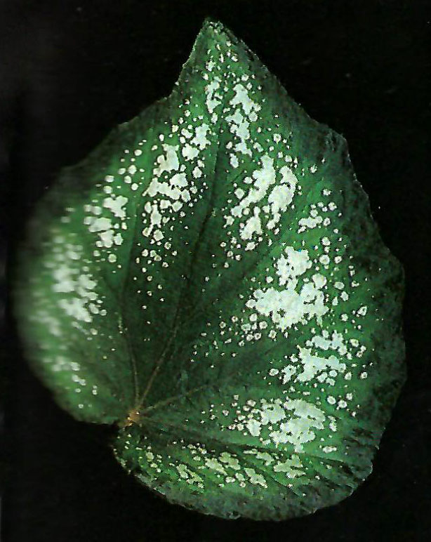 B. ‘Roxanne’